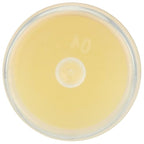 LIP BALM Mongo Kiss 6-Pack (6 Lips