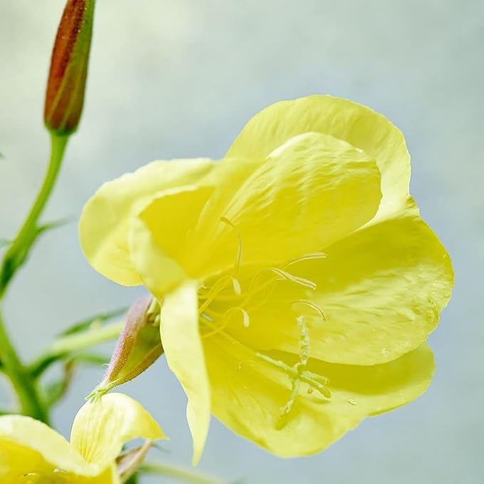 Weleda Skin Revitalizing Eye and Lip Cream , Unscented, 0.34 Fl Oz