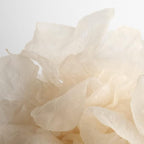 SUPEREGG Phyto Bounce Eye Contour Solution: For vibrancy and restoration. Concentrated solution cream with Tremella Mushroom and Peptides. 15ML / 0.5 FL OZ