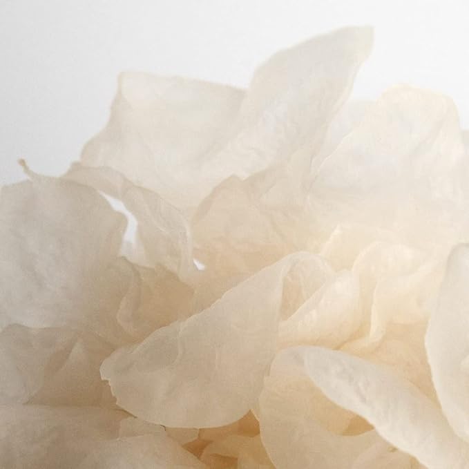 SUPEREGG Phyto Bounce Eye Contour Solution: For vibrancy and restoration. Concentrated solution cream with Tremella Mushroom and Peptides. 15ML / 0.5 FL OZ