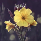 Weleda Skin Revitalizing Eye and Lip Cream , Unscented, 0.34 Fl Oz