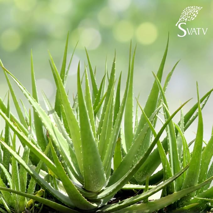 SVATV Natural Aloe Vera Gel for Face, Skin, Hair & Sunburn Relief with Cold Pressed, Vegan, Unscented Gel | Suitable for All Skin Types For Men & Women - 300g, 10.58oz, 0.66lbs