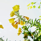 Weleda Skin Revitalizing Eye and Lip Cream , Unscented, 0.34 Fl Oz