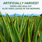 Organic Aloe Vera Gel 17oz