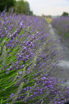 Victoria's Lavender Aromatherapy Body Mist