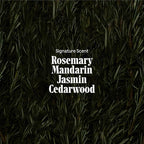 Nécessaire Rosemary Hair Duo - Rosemary Shampoo and Conditioner for Women + Men. Rosemary Oil + Proteins For Stronger Hair. Good for All Hair Types/Textures. 250 ml / 8.4 fl oz